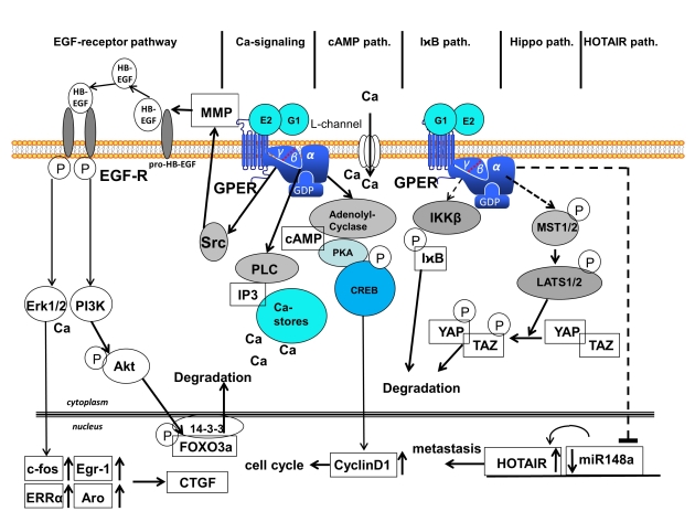 GPER1 Signaling